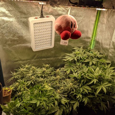Flanders growlog timeline photo