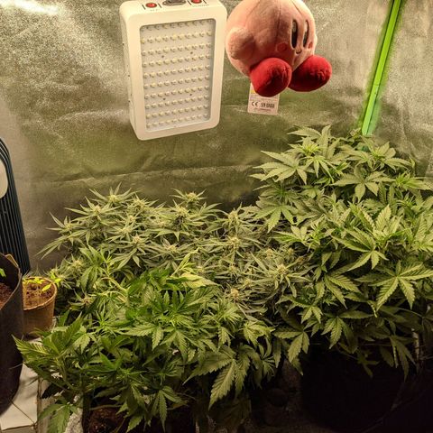 Flanders growlog timeline photo