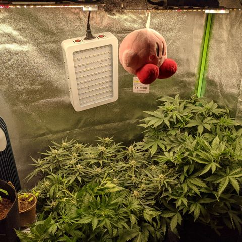 Flanders growlog timeline photo