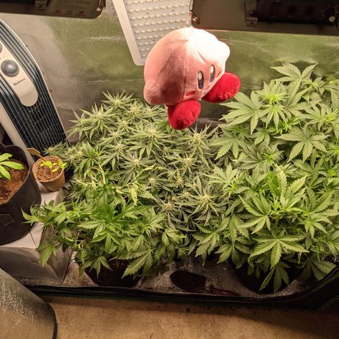 Flanders growlog timeline photo