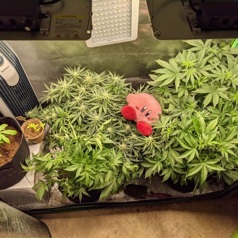 Flanders growlog timeline photo