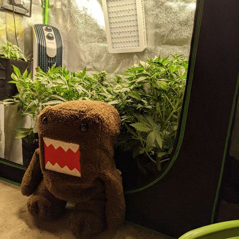 Flanders growlog timeline photo
