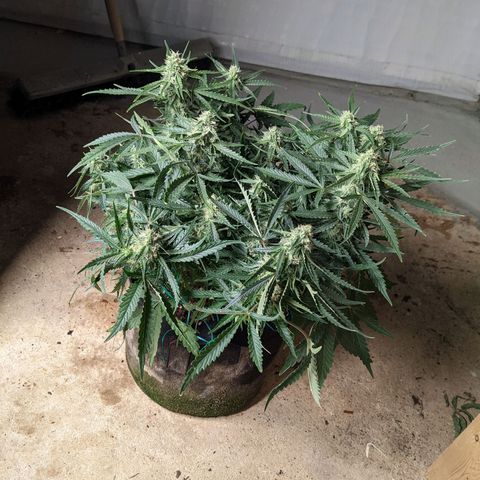 Flanders growlog timeline photo