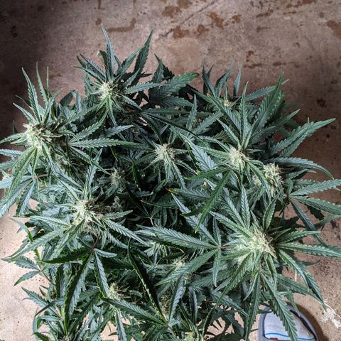 Flanders growlog timeline photo
