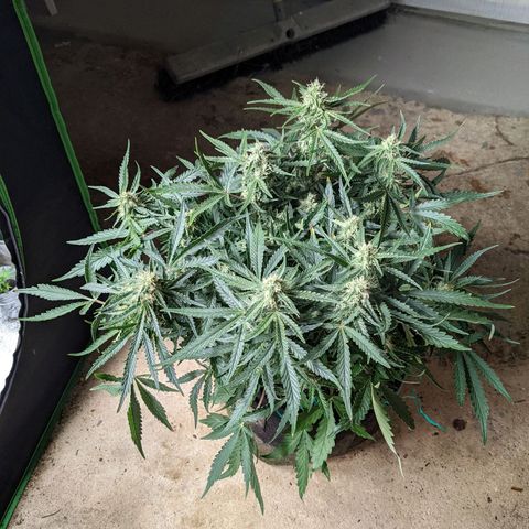 Flanders growlog timeline photo