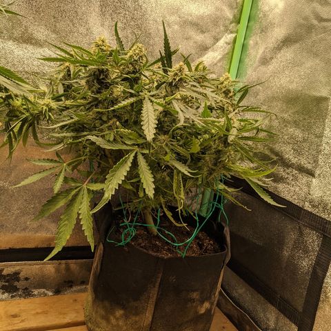 Flanders growlog timeline photo