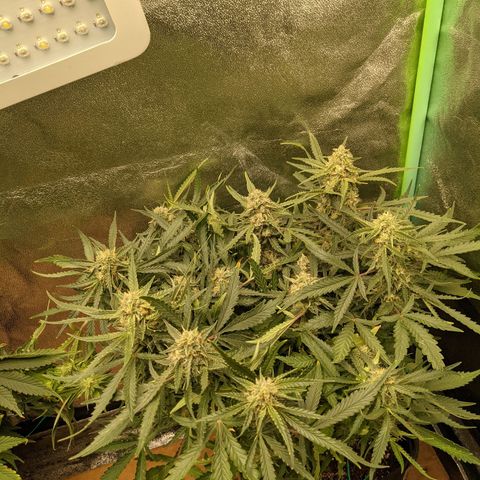 Flanders growlog timeline photo
