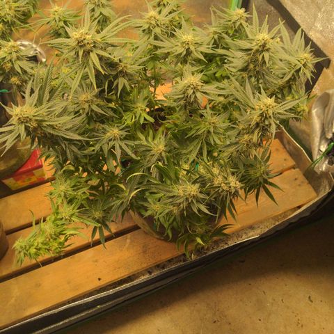 Flanders growlog timeline photo