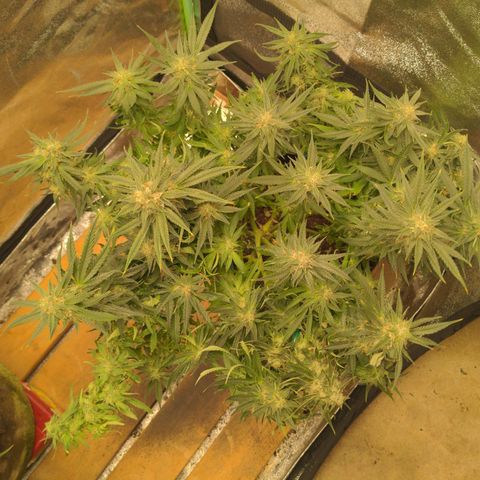 Flanders growlog timeline photo