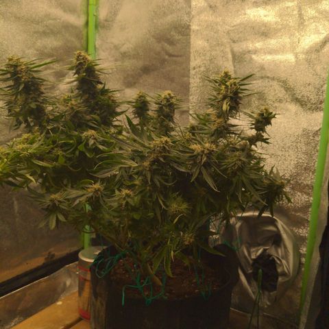 Flanders growlog timeline photo