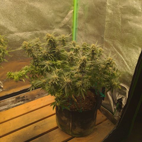 Flanders growlog timeline photo