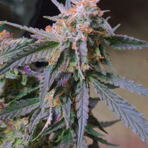 Flanders growlog timeline photo