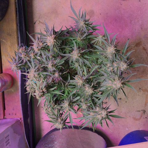 Flanders growlog timeline photo