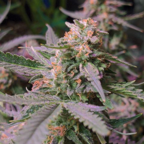 Flanders growlog timeline photo