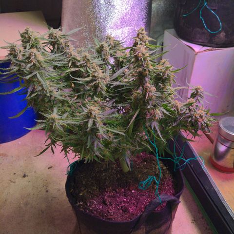 Flanders growlog timeline photo