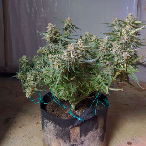 Flanders growlog timeline photo