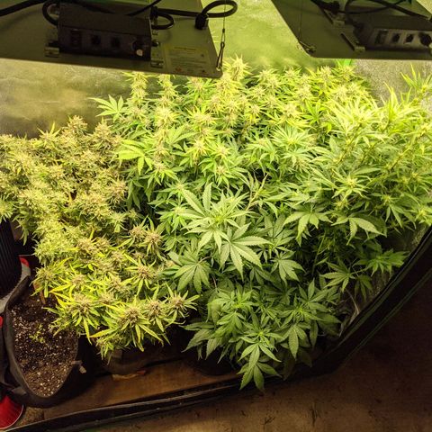 Flanders growlog timeline photo