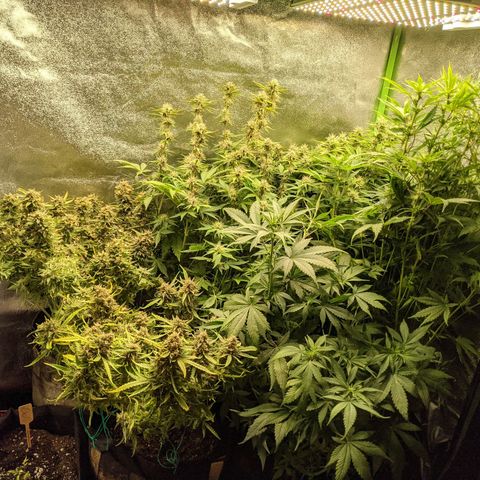 Flanders growlog timeline photo