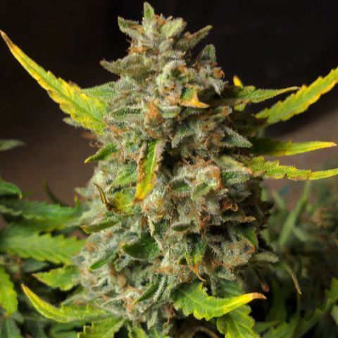 Flanders growlog timeline photo