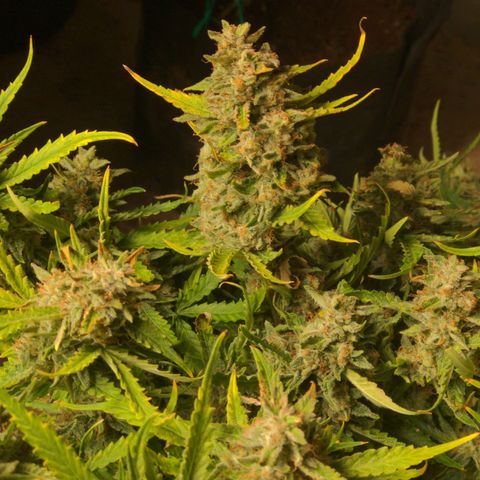 Flanders growlog timeline photo