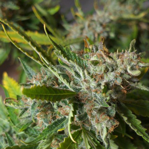 Flanders growlog timeline photo