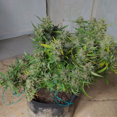 Flanders growlog timeline photo