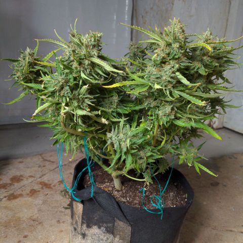 Flanders growlog timeline photo