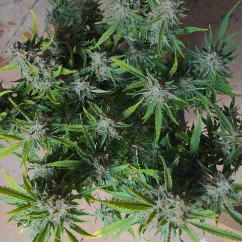 Flanders growlog timeline photo