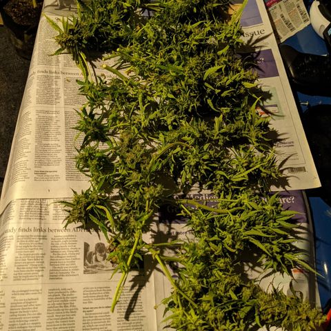Flanders growlog timeline photo