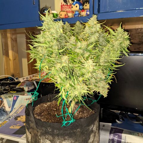 Flanders growlog timeline photo