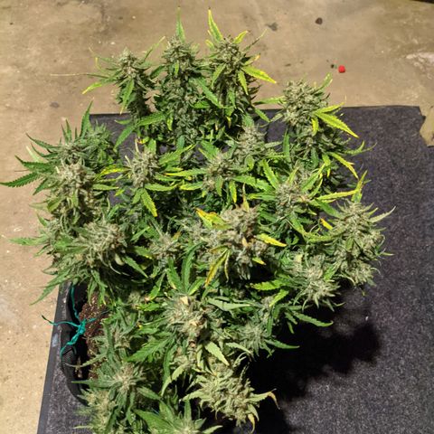 Flanders growlog timeline photo