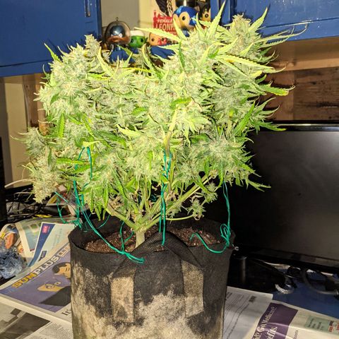 Flanders growlog timeline photo