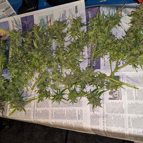 Flanders growlog timeline photo