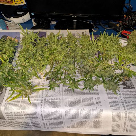 Flanders growlog timeline photo