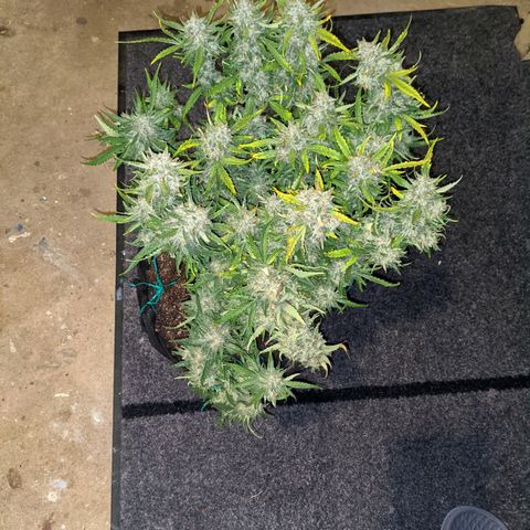 Flanders growlog timeline photo