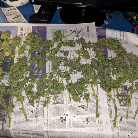 Flanders growlog timeline photo