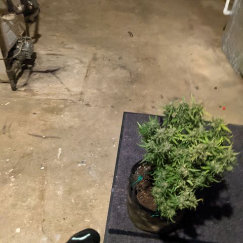 Flanders growlog timeline photo