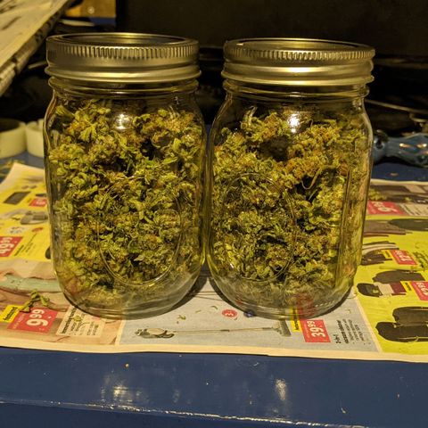 Flanders growlog timeline photo