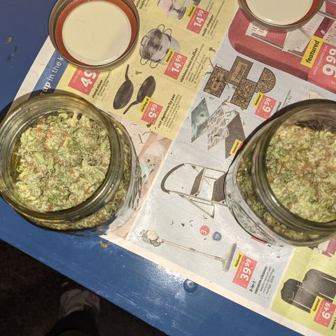 Flanders growlog timeline photo