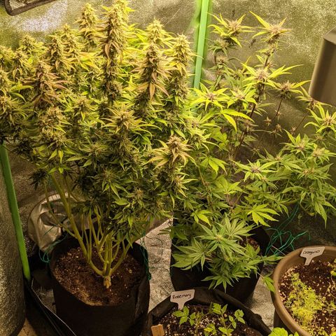 Flanders growlog timeline photo