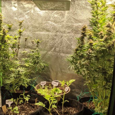 Flanders growlog timeline photo