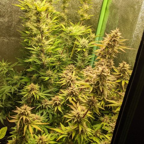 Flanders growlog timeline photo