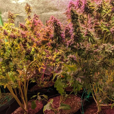 Flanders growlog timeline photo