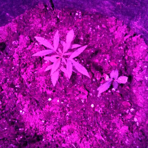 Girl scout cookies auto growlog timeline photo