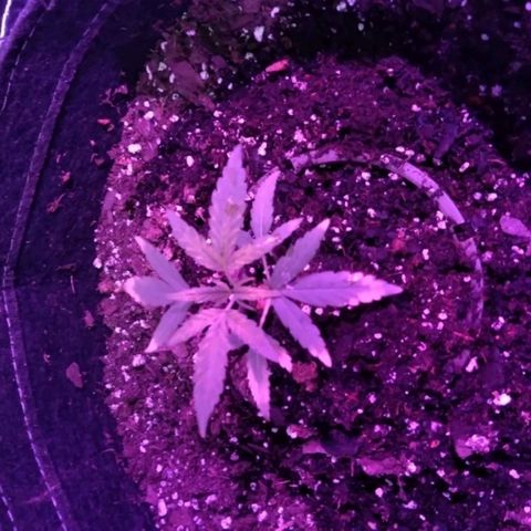 Girl scout cookies auto growlog timeline photo