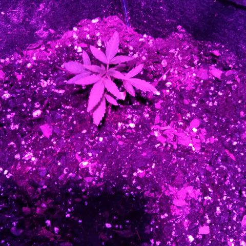 Girl scout cookies auto growlog timeline photo