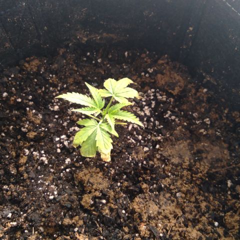 Girl scout cookies auto growlog photo: Can't figure out what's wrong 