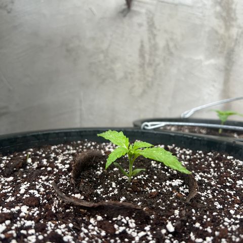 Euforia Special growlog timeline photo