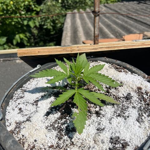 Euforia Special growlog photo: Фотосет 