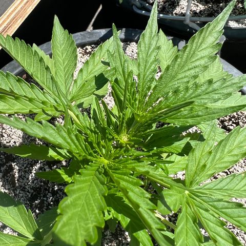 Euforia Special growlog photo: Произошел Топинг